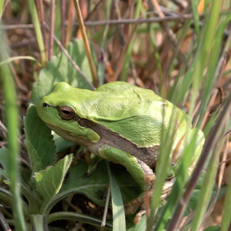 Hyla studio naturalistico rana